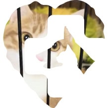 Heart_donate