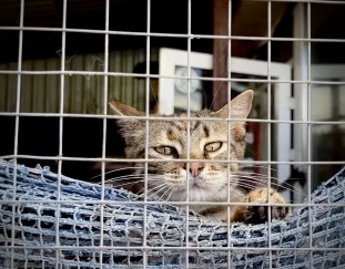 Feed a cat
