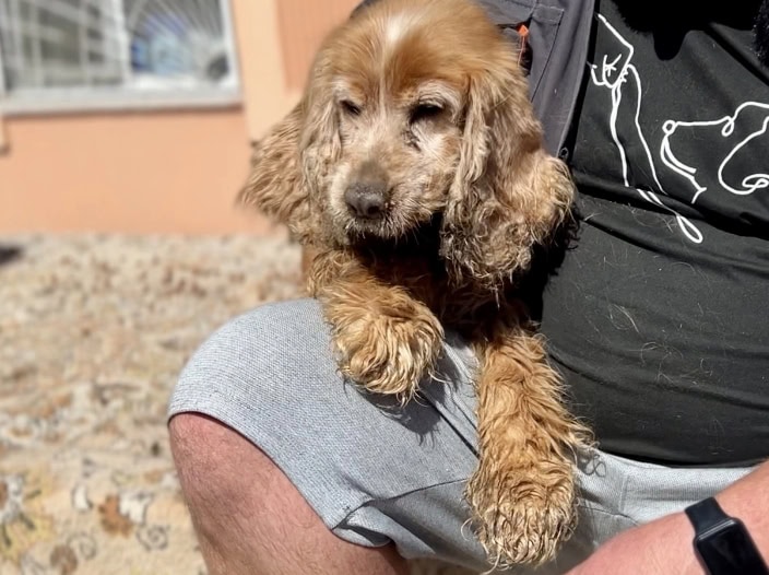 Spaniel