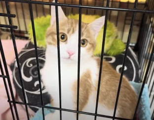 Sponsor a cat