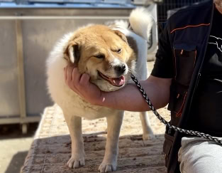 Sponsor a dog