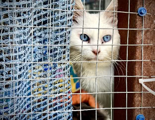 Vaccinate a cat