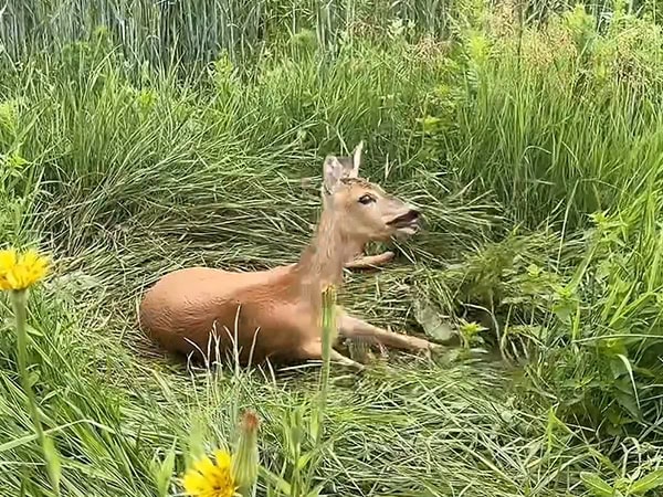 Deer